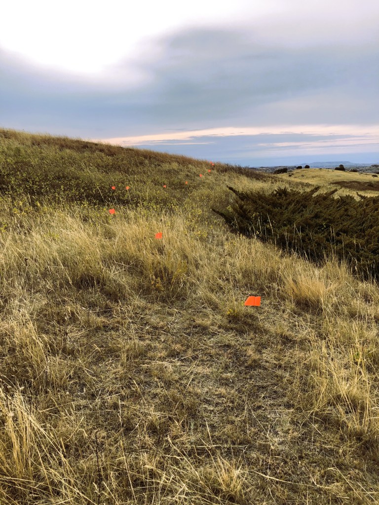 Tight flagged trail alignment layed out during a trail design training.